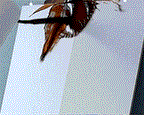 Wall Spray
