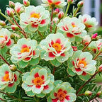 Golden Lace Portulaca Brilliant Double Bloom