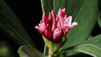 Colorful Perfume Lily Bulbs