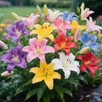 Colorful Perfume Lily Bulbs
