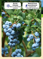 Changbai Mountain Dried Blueberry Seeds